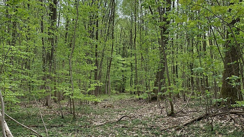Karta