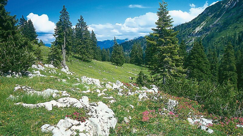 Karta