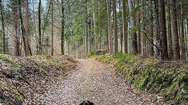 Karta