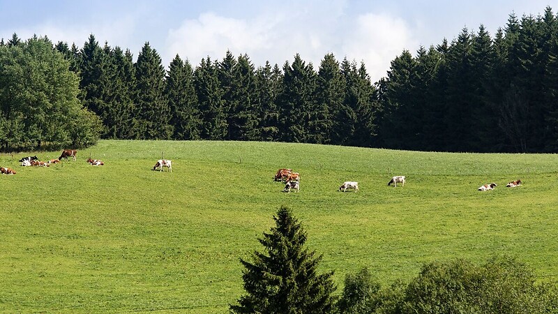 Karta