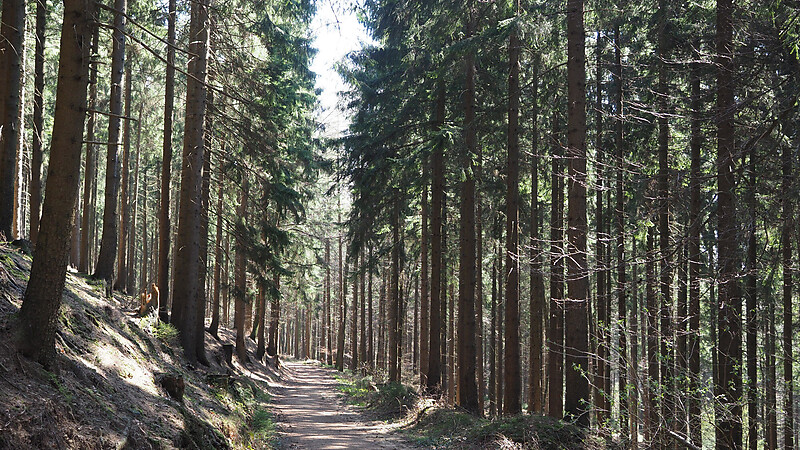 Karta