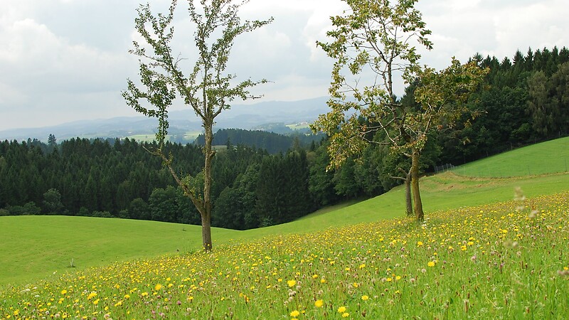 Karta