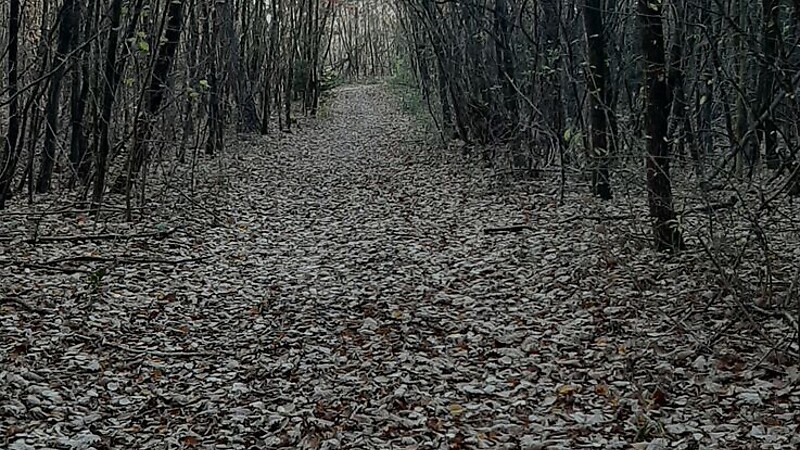 Karta